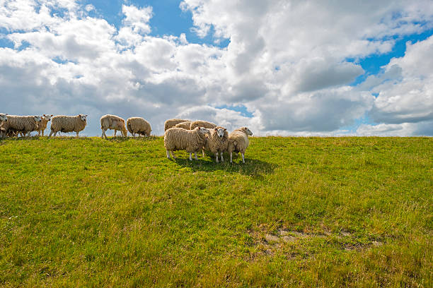 istock Herd of sheep walking on a sunny dike in spring 477547358
