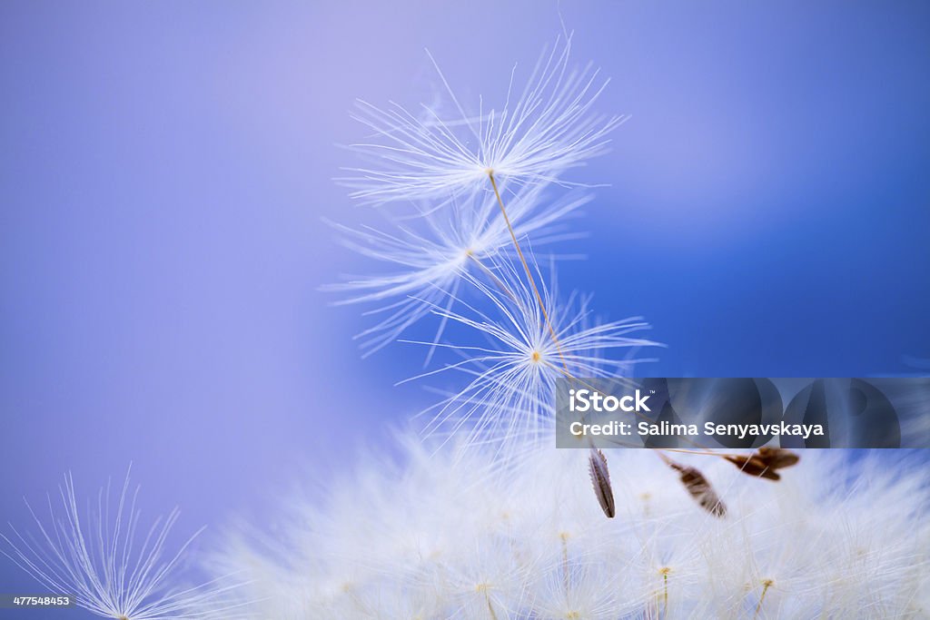 Dente di leone. - Foto stock royalty-free di Capolino