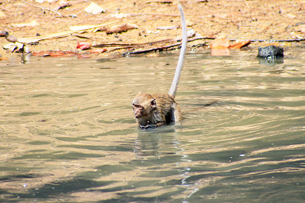 some macaque apes take a bath with the family in asia japan