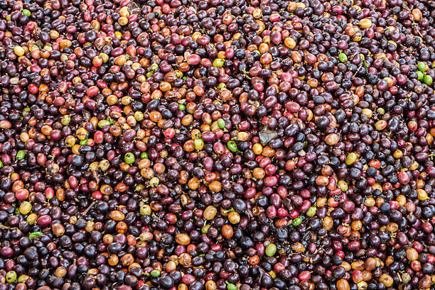 istock dried Robusta coffee seeds produced in Thailand 477549372