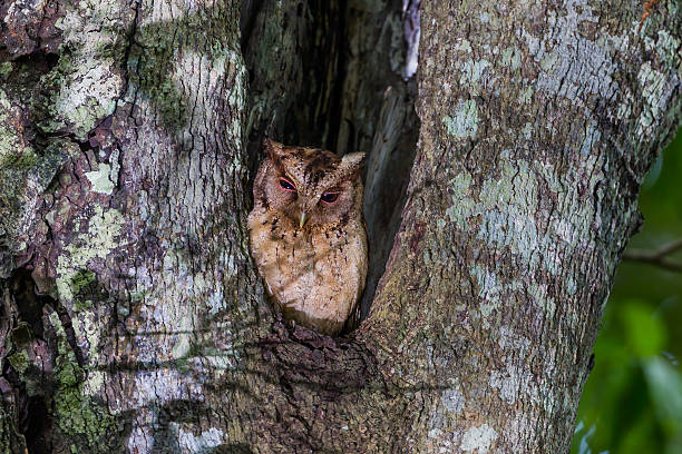 istock Close up of Collared scops owl 477549910