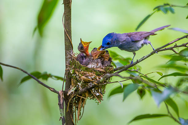 istock Female Black-naped monarch 477549914