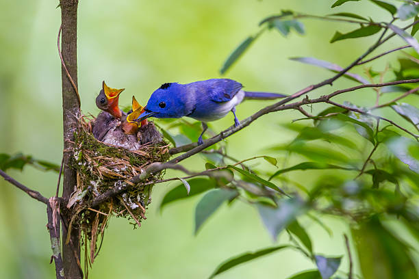 istock Male Black-naped monarch 477549918