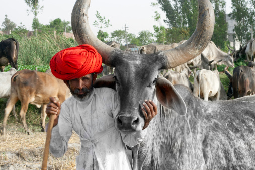 Haryana, India – April 11, 2013: Rural Indian Man Standing near Cow Wearing Traditionally Indian Dress.