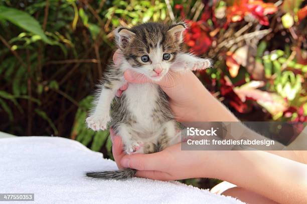 Размер A Kitten — стоковые фотографии и другие картинки Волосы животного - Волосы животного, Горизонтальный, Держать