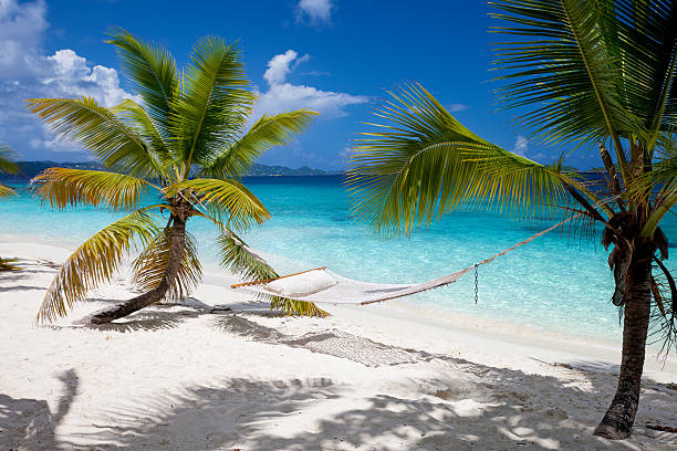 istock hammock between palm trees at a beach in St.John, USVI 477550485