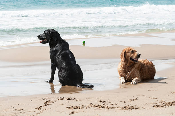 istock Golden retriever and black lab  at the beach 477550839