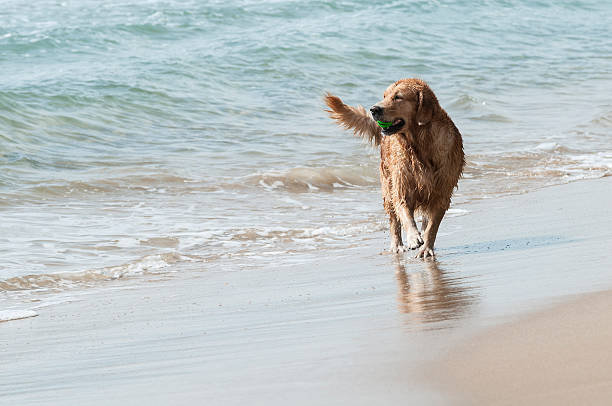 istock Golden retriever  at the beach 477550851