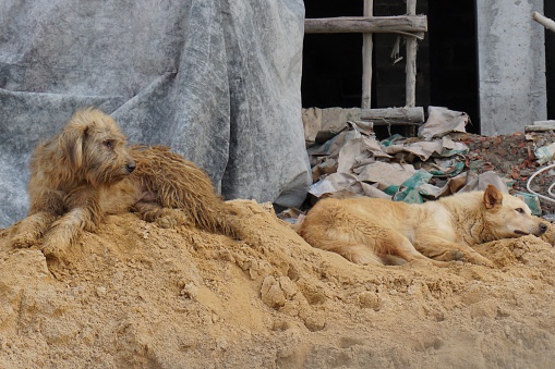 two sad Thai local dogs on sand pile construction