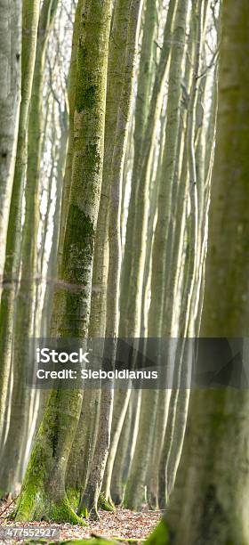 Beech Wood Trunks Vertical Background Image Stock Photo - Download Image Now - Backgrounds, Beech Tree, Dark