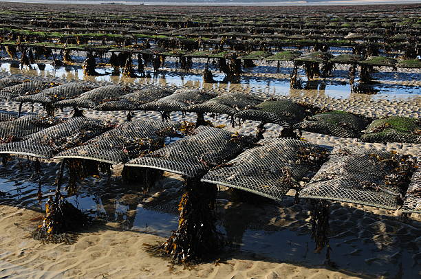 oysterbeds, gb. - jersey uk nature landscape imagens e fotografias de stock