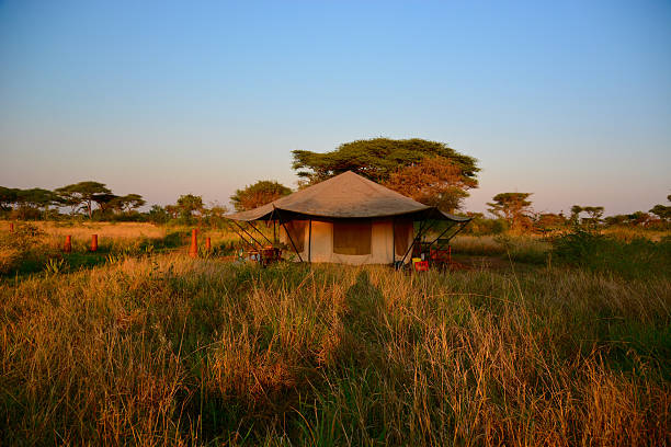 luxuriöse tented camp serengeti safari im sonnenuntergang - canvass stock-fotos und bilder