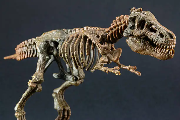 Photo of dinosaur Tyrannosaurus T Rex skeleton on black background