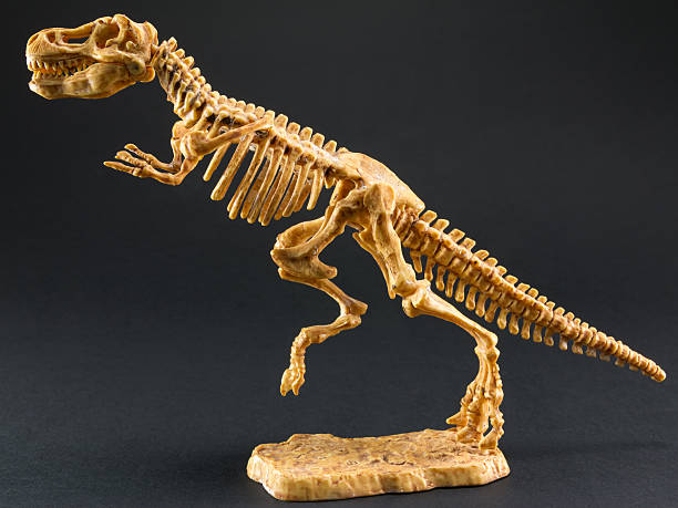 dinosaur tyrannosaurus t rex esqueleto sobre fondo negro - dinosaur fossil tyrannosaurus rex animal skeleton fotografías e imágenes de stock