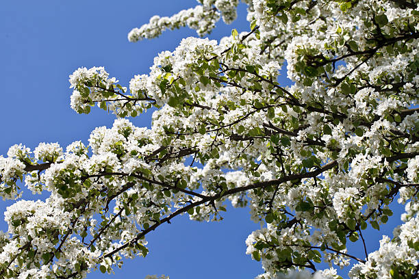 istock beautiful white flowering trees 477554750