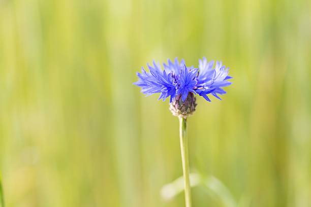 istock Close up of blue cornflower 477554962