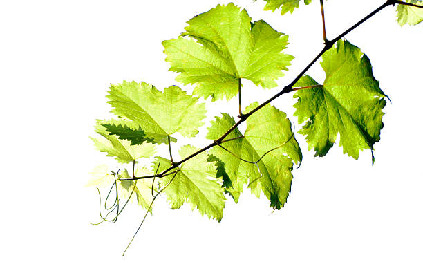 istock Branch of the vine, backlight 477555002