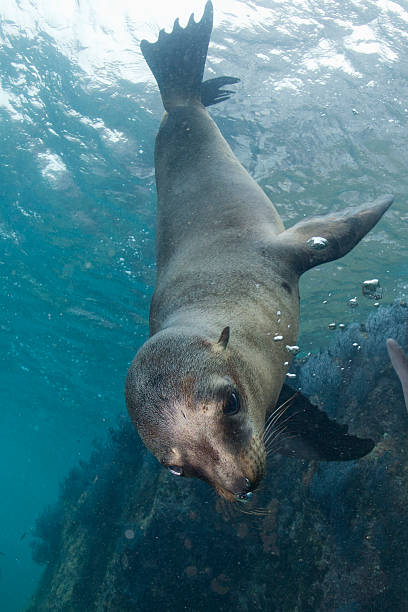 istock sea lion underwater looking at you 477555641