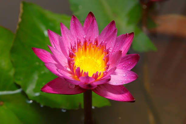 różowy lotosu kwiat w ogrodzie - water lily swimming pool health spa water zdjęcia i obrazy z banku zdjęć