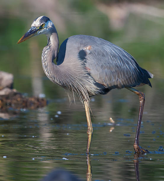 istock Great Blue Heron Fishing 477555797