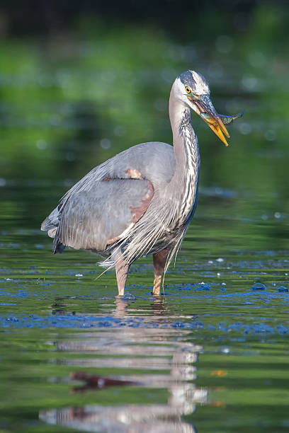 istock Great Blue Heron Fishing 477555827