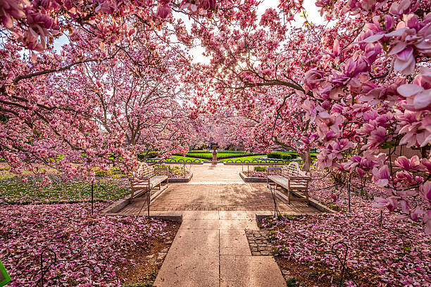 Washington DC Spring Flowers Washington DC garden off the National Mall during the spring season. smithsonian museums stock pictures, royalty-free photos & images