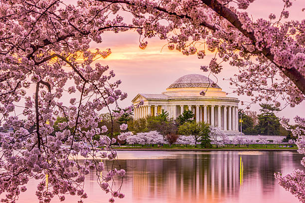 jefferson memorial in den frühling - kirschblüte stock-fotos und bilder