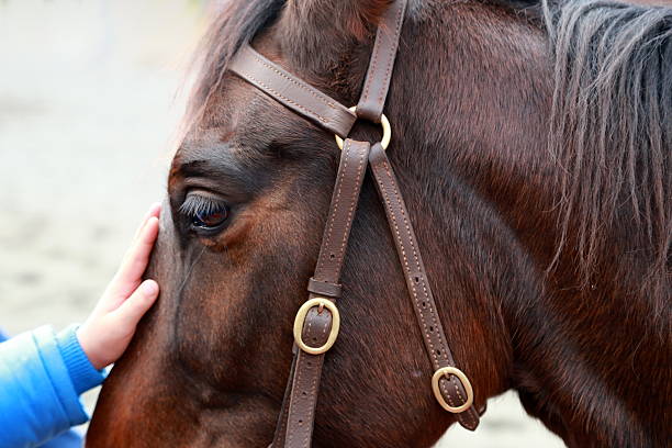 Close-up of two horses, one brown and one white, during a display of affection when one of the horses nuzzles the sensitive spot in the back of the neck of another