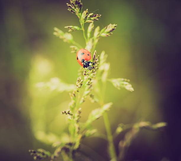 istock vintage photo of ladybug on grass 477556454