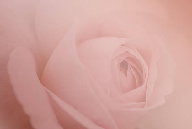 istock Rose soft background, English rose 477556564