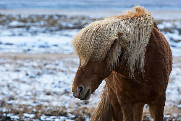 angry caballo islandés en un prado en invierno - horse iceland winter snow fotografías e imágenes de stock