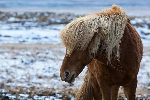 Angry Icelandic horse on a meadow in wintry mountain landscape