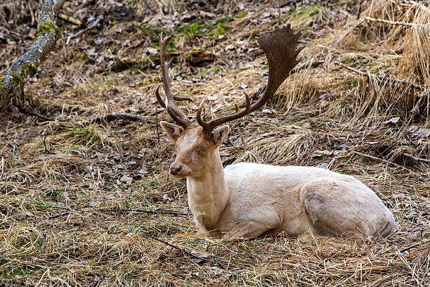 istock Albino buck deer in the forest 477556800