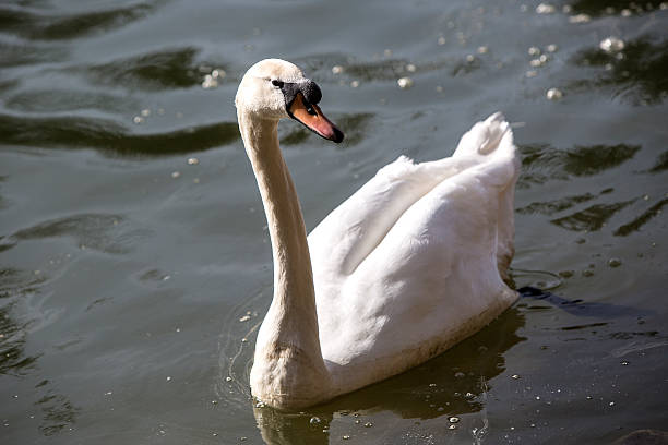 istock Swan at the lake 477556826