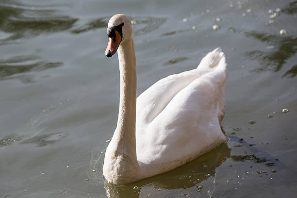 istock Swan at the lake 477556828