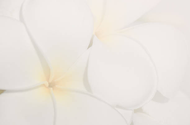istock Plumeria Frangipani flowers background 477557396