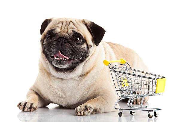 istock Pug dog with shopping cart isolated on white. 477557787