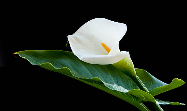 fiore calla - lily calla lily flower single flower foto e immagini stock