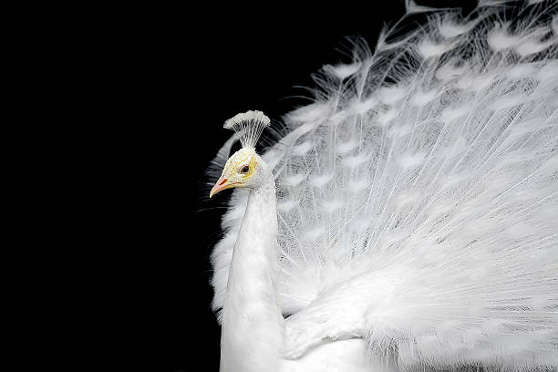 인명별 peafowl - close up peacock animal head bird 뉴스 사진 이미지