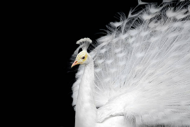 White Peacock Stock Photos, Pictures & Royalty-Free Images - iStock White Peacock Stock Photos, Pictures & Royalty-Free Images - iStock