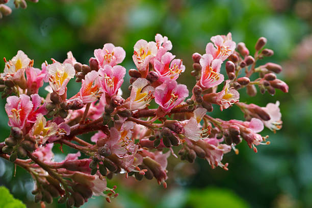 красивые цветущие розовые chestnuts - white rose flower стоковые фото и изображения