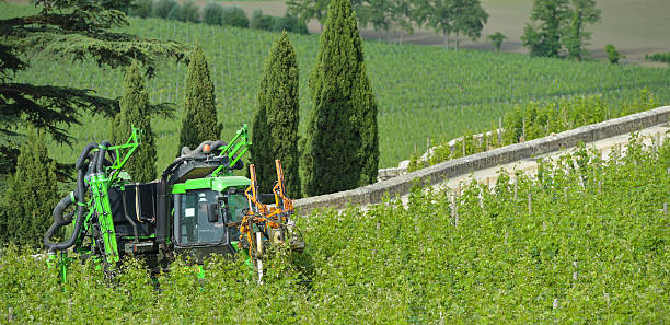 istock Mechanical Grape Harvest.Trimming and topping 477561610