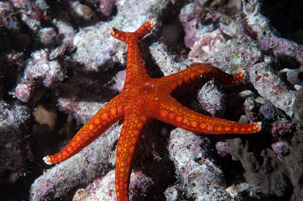 istock Red sea star hanging on reef in Papua 477561669