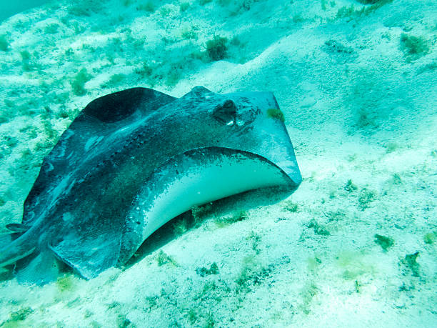 istock Southern Stingray Resting on a Sandy Caribbean Sea Bed. 477562152