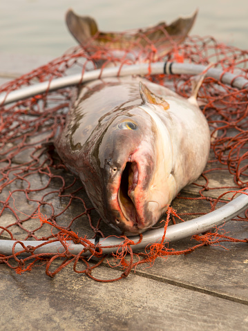 A mekong catfish out of water  lying on a net and a jetty