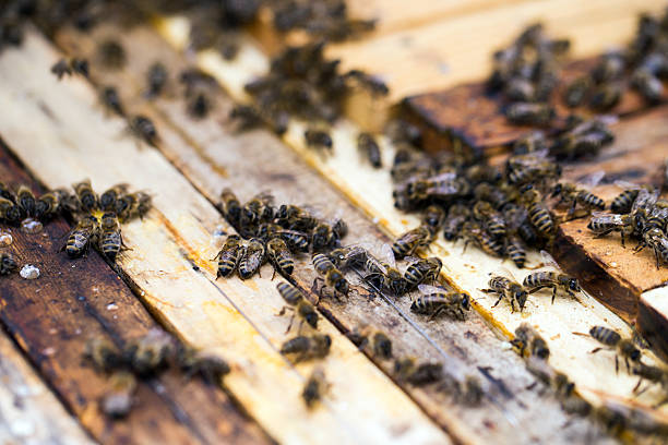 istock Busy bees, close up view of the working bees 477563178