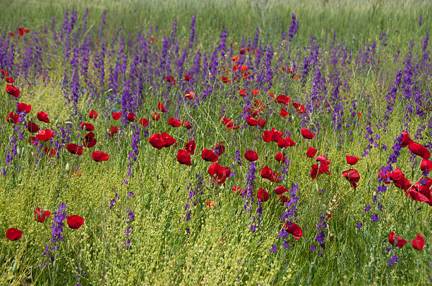 istock Red Poppy Field and Purple Flowers 477563207