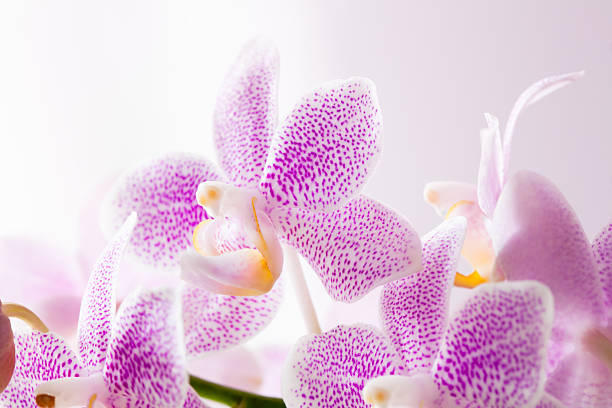 Pink Orchids stock photo