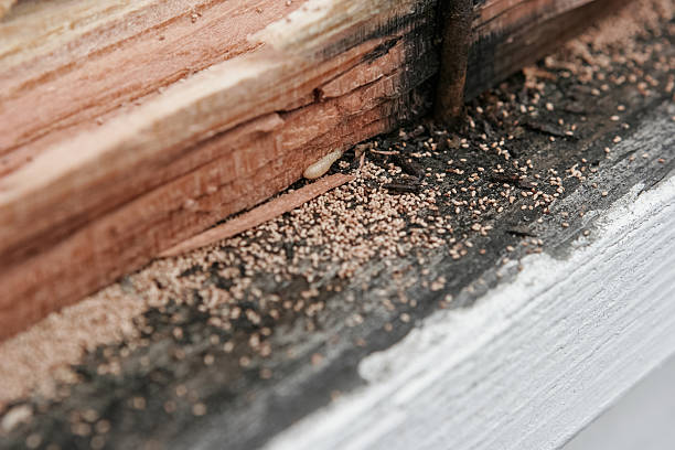 Termite Infestation Live termites eating wood. Frass or wood droppings present. termite stock pictures, royalty-free photos & images