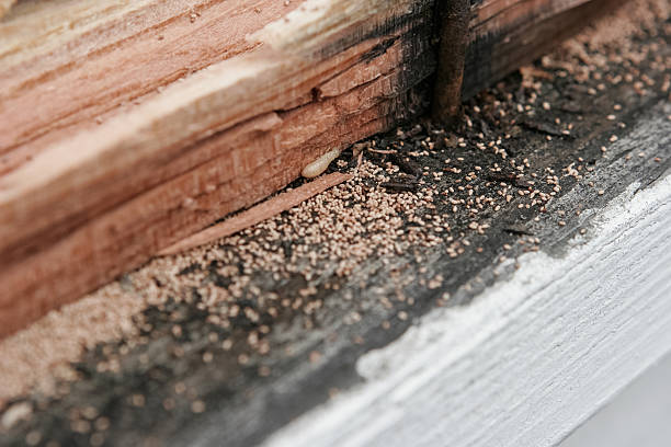 térmita infestação - termite wood damaged rotting imagens e fotografias de stock